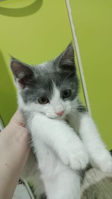 Отдаю котенка в добрые руки