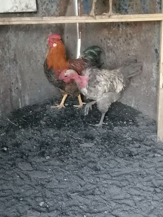 Продам двух петухов