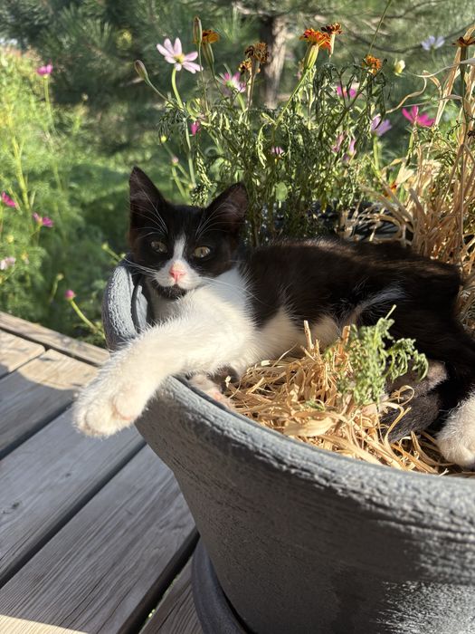 КОТЕНОК. Бесплатно
