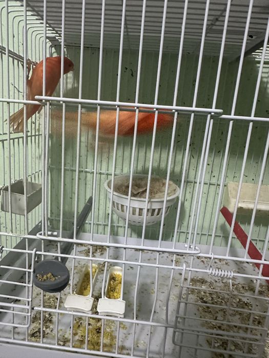 Canari diverse culori masculi/femele