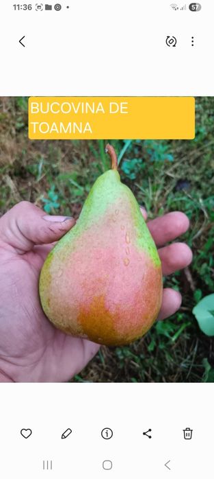 Pomi fructiferi  aclimatizați