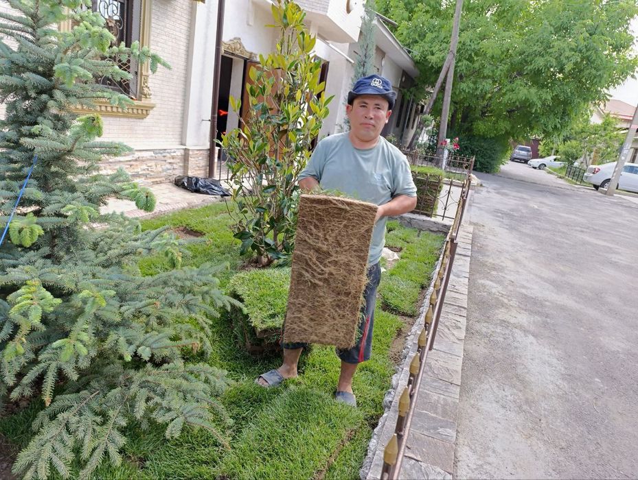 Газон икиш рулонавой чим дарахт мутахасис