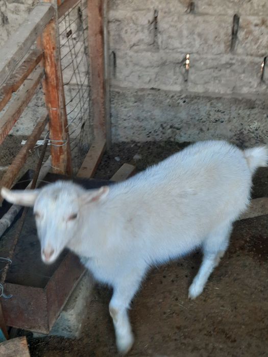 Козел и козлиха (орыс ешки)