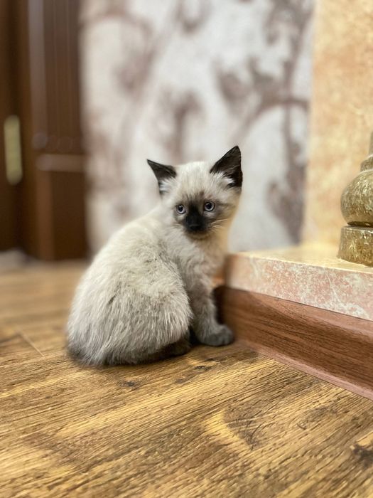 Siamskiy mushuk 50 kunlik