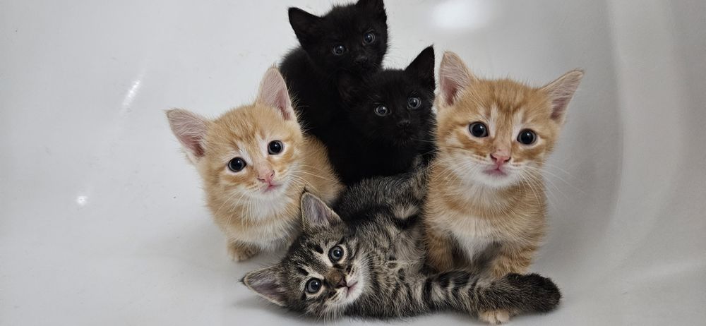 отдам котят в добрые руки