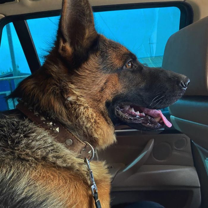 Немецкая овчарка