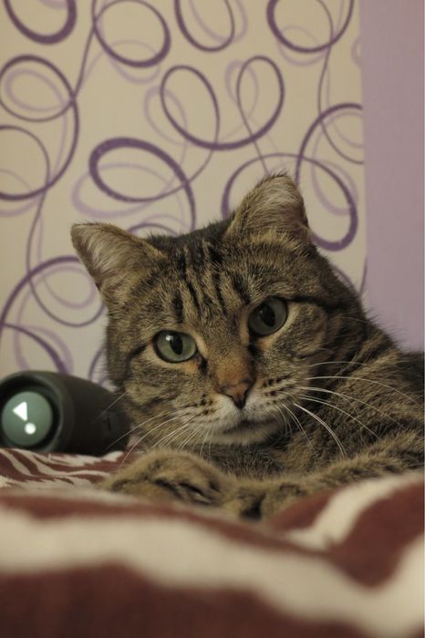 Кошка ищет семью