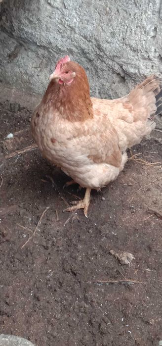 продам курицу продам