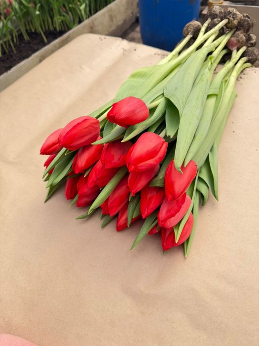 Цветы Тюльпаны оптом и в розницу
