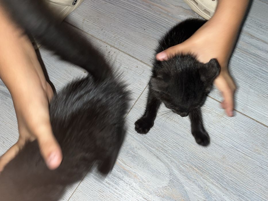 Раздаю котят в добрые руки