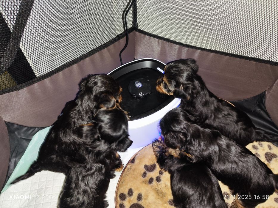 Йоркширски териер