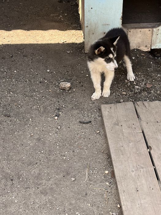 Pui malamut de Alaska