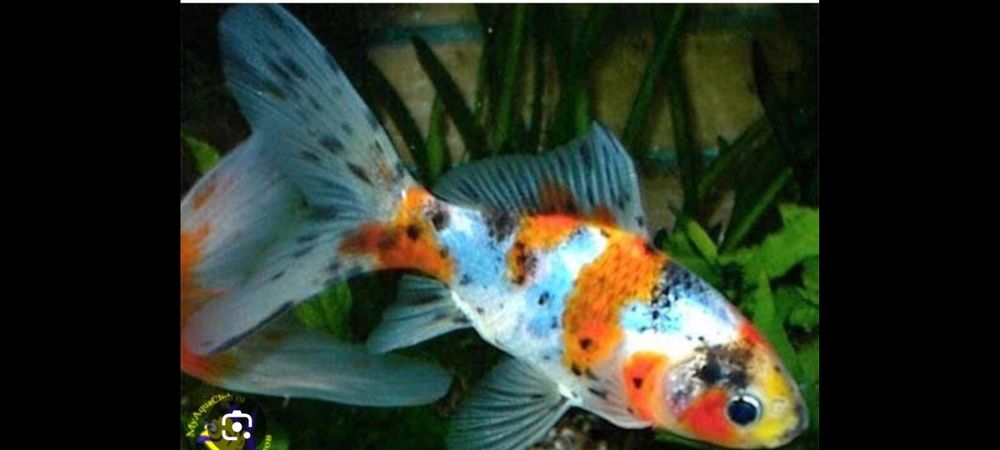 Продам мальков комет и шибункин