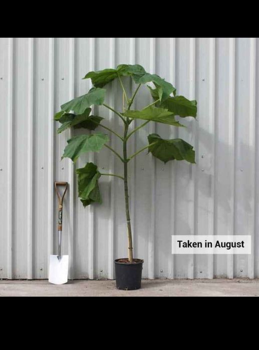 Butasi repicati Paulownia Shantong și Tomentosa, puieti anul 2