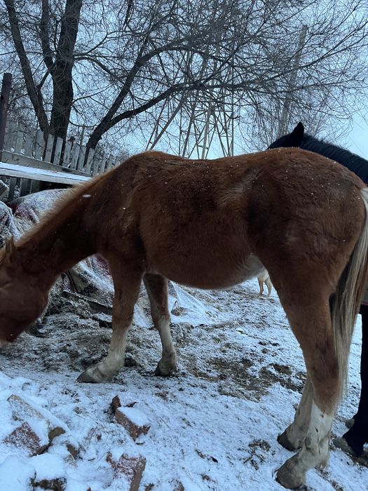 Тай сатылады.