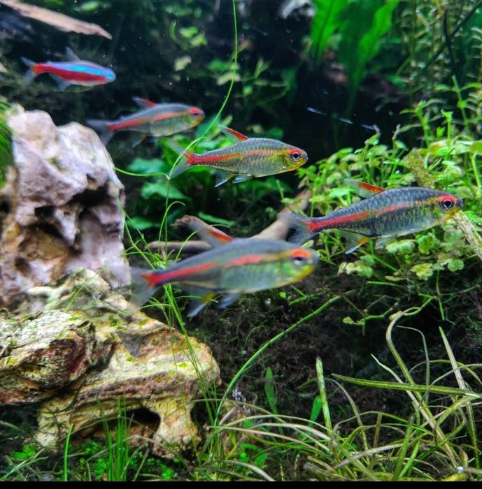 Аквариумные рыбки. Аквариум баликлари