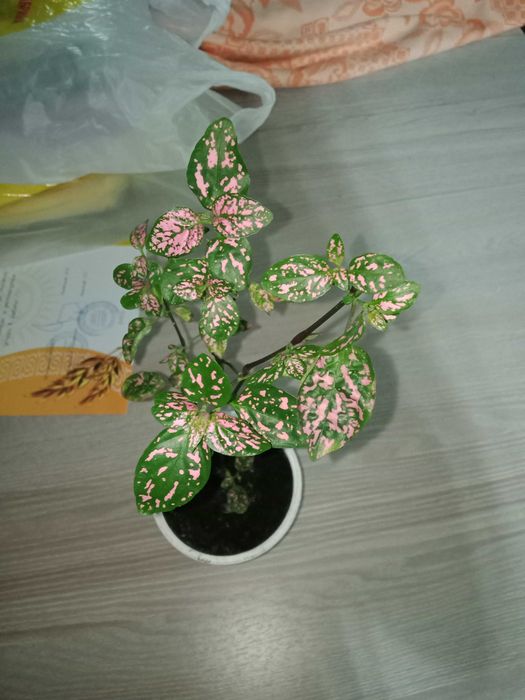 цветы    Гипоэстес