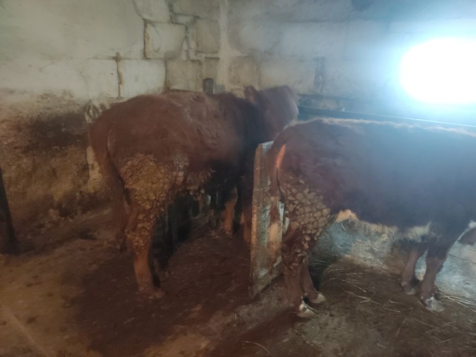 Продам тёлочек 1 год.