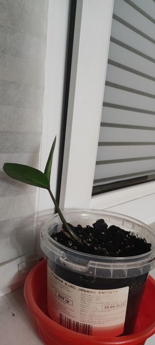 Дифинбахия , комнатное растение