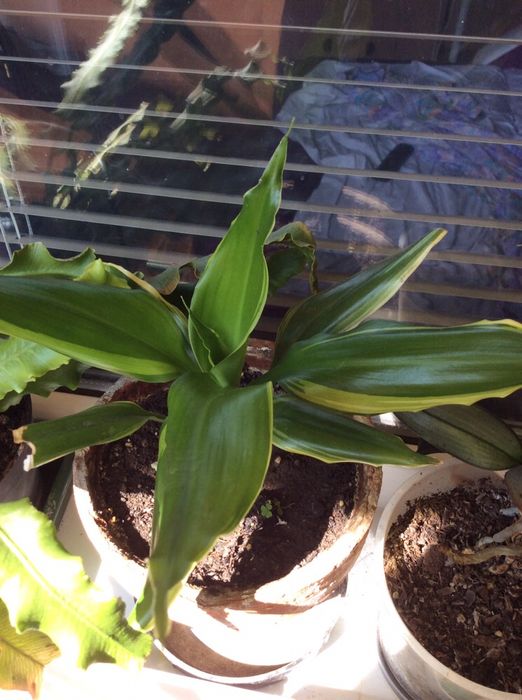 Много цветя