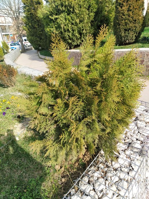 Archa, past boʻyli kichik hajmli gʻarb tuyasi