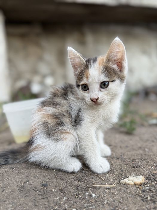Котята ищут новый дом