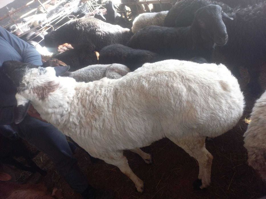 Qassob xizmati | Услуга Мясника | 24/7