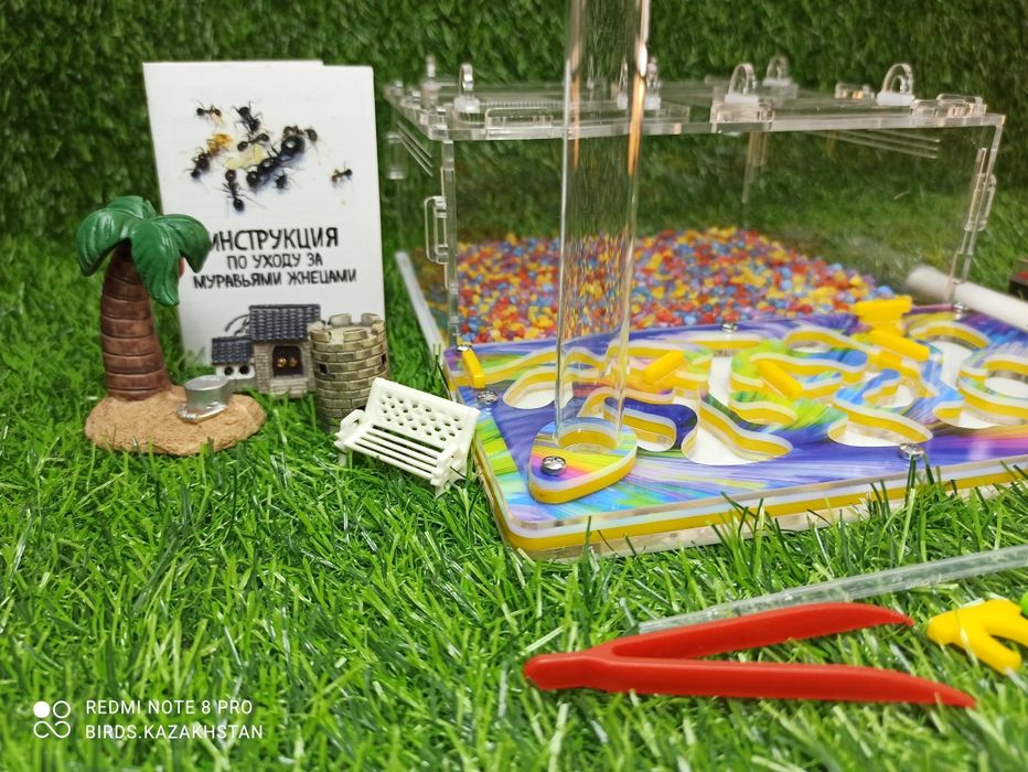 Профессиональная ферма для муравьев в Алматы