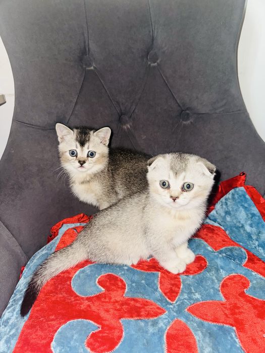 Вислоухий котята