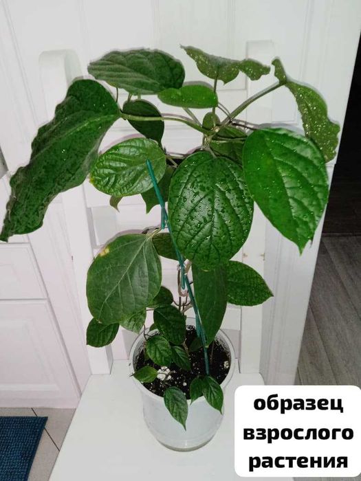 комнатные растения. продажа