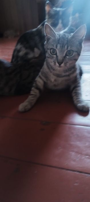 Котята ищут заботливую семью