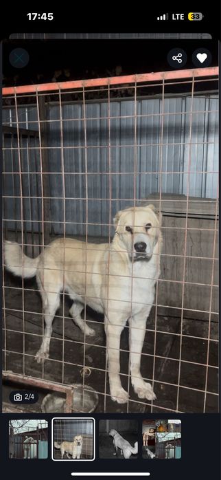 Алабай сатылады…….