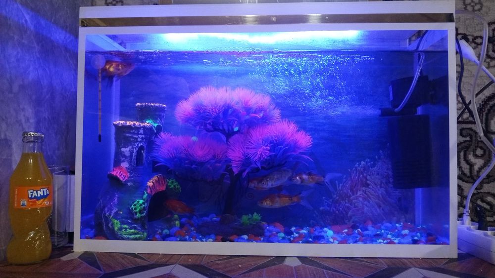 Akvarium sotiladi