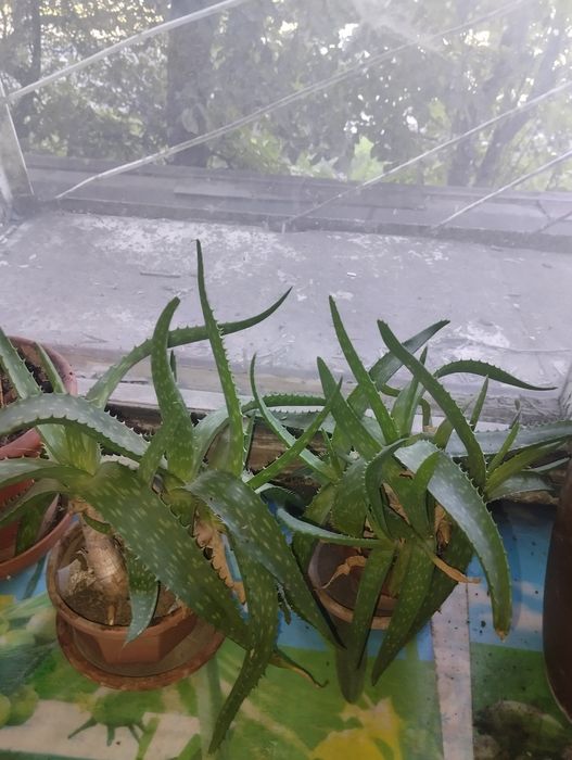 Продам Алоэ Вера