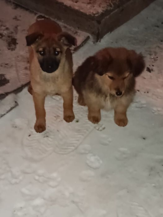 Отдам щенят(девочки) 3 месяца в добрые руки