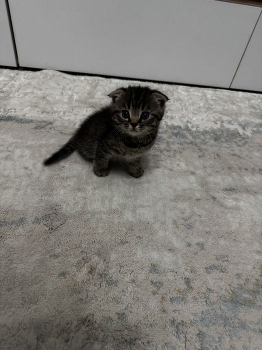 Котенок 3 месяца мальчик