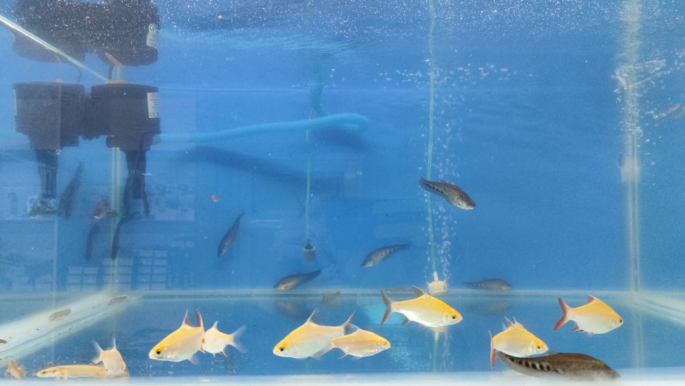 Аквариумные рыбки