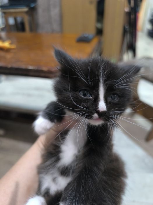 Котята бесплатно