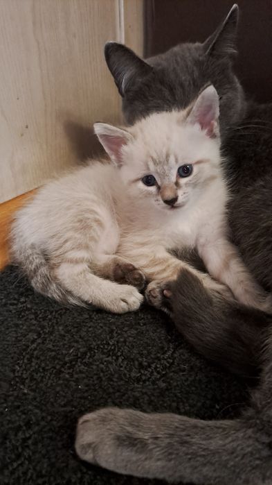 Котенок кошка 1,5 месяца