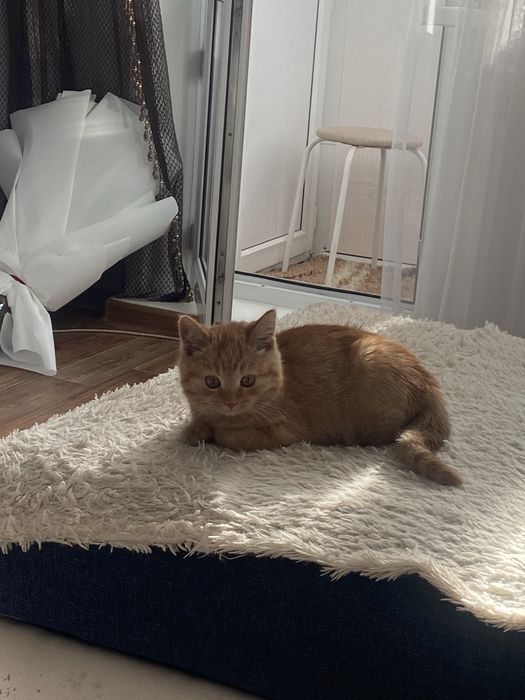 Отдаем котика бесплатно