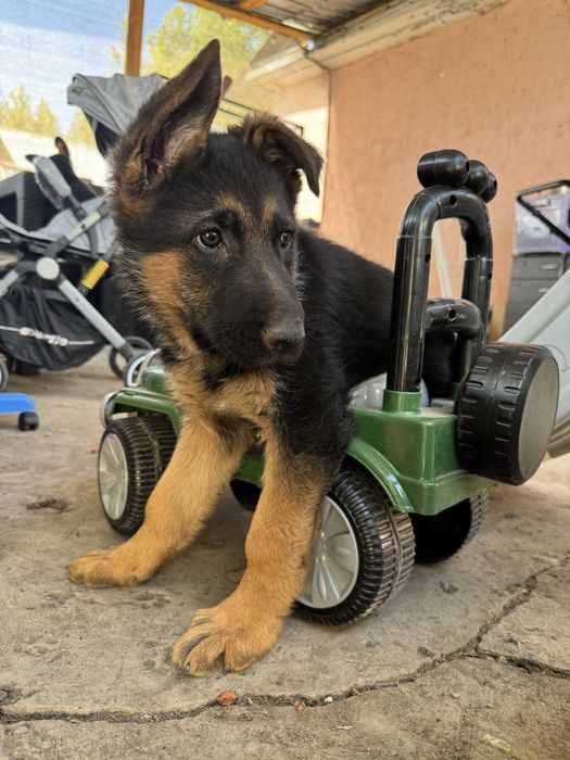 Щенки немецкой овчарки