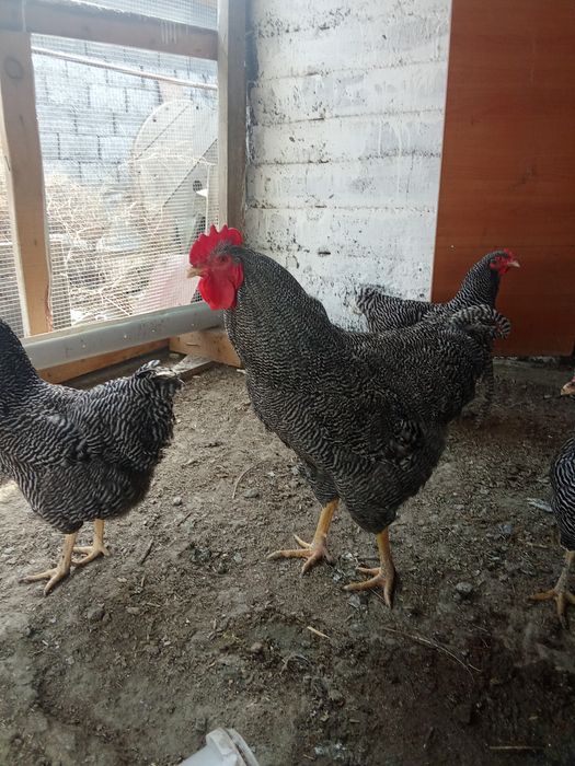 Продаем яйца  порода Плимитрок