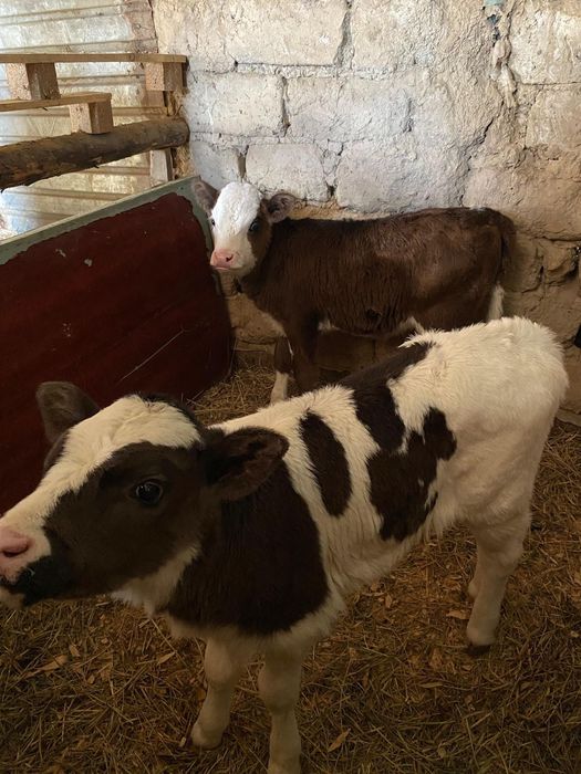 Продаётся корова с двумя телочками