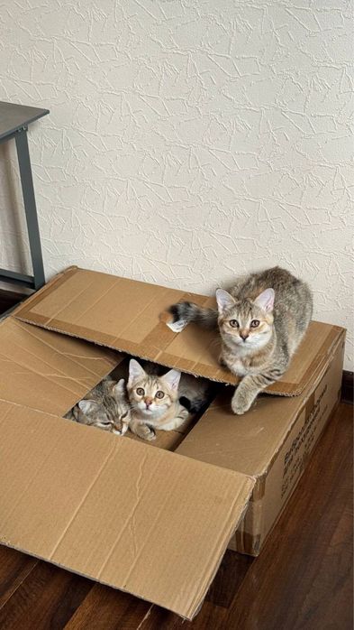 Продам котят в добрые руки