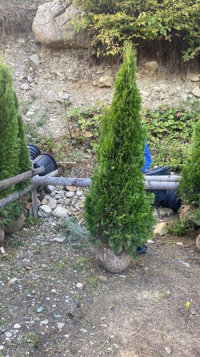 Poze reale 100% livrare gratuita în toată tara