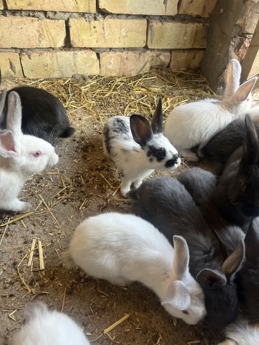 Quyon bolalari 1 oyli Sotiladi