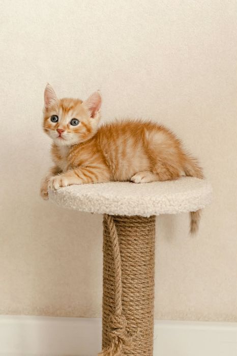 Отдам котят в хорошие руки