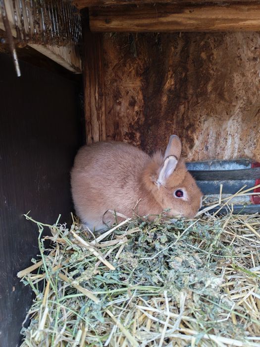 Iepuri cap de leu pitic doar Iași și doar adulți femele gestante și ma