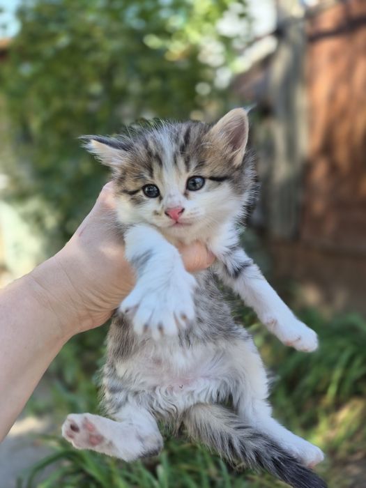 Самые красивые котята даром в лучшие руки