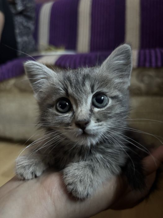 Отдам котенка,в добрые руки